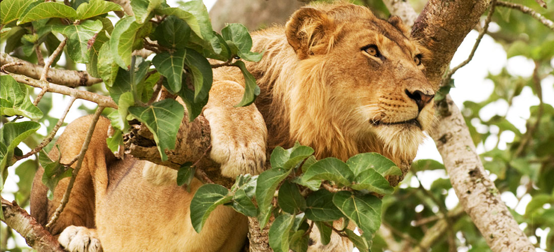 3 Day Uganda Wildlife Tour to Queen Elizabeth National Park