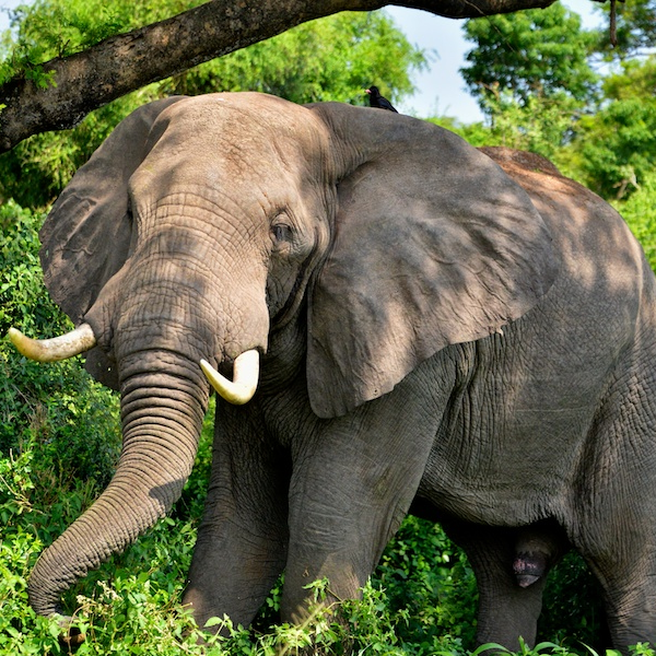 Uganda Wildlife Tour to Queen Elizabeth National Park