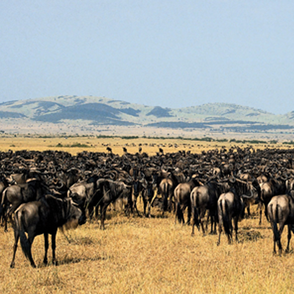 12 Day Kenya & Tanzania Wildlife Safari | Kenya & Tanzania Combined Wildlife Safari