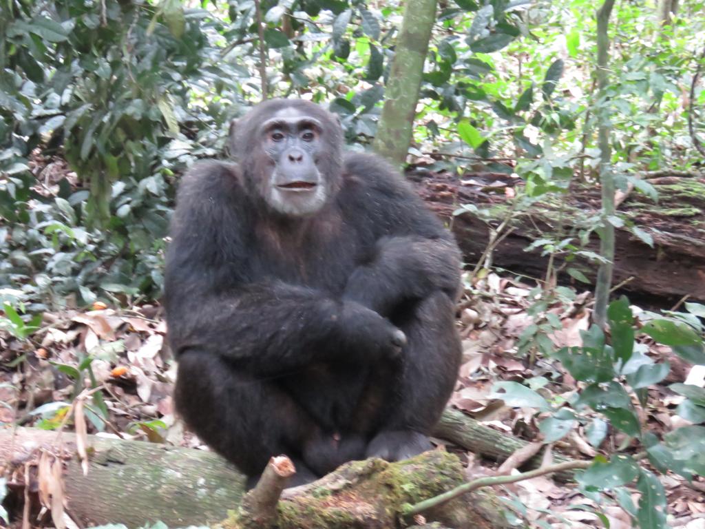 3 Day Kibale Forest  Chimpanzee Habituation Experience, chimpanzee Trekking Tour