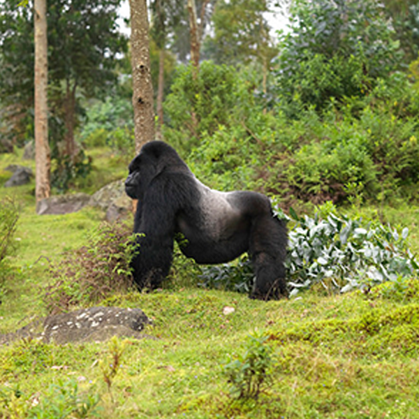 Gorilla Trekking tour and hiking Karisimbi volcano, Rwanda safari