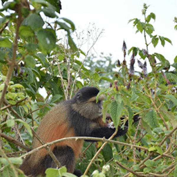 3 Days hiking of Mgahinga mountain and gorilla national park