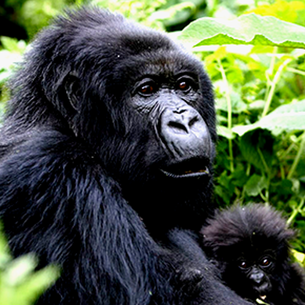 5 Days Rwanda Gorilla Safari & Chimpanzee Trekking Tour