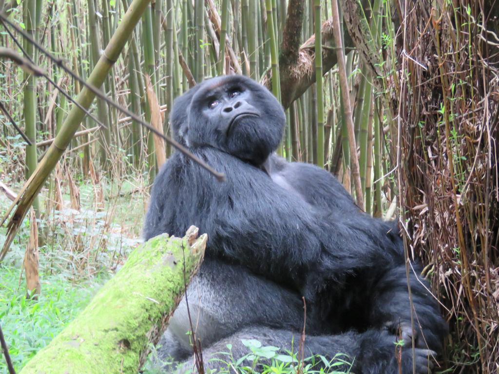 5 Days Rwanda Gorilla Trekking Tour & Karisimbi Volcano Hike