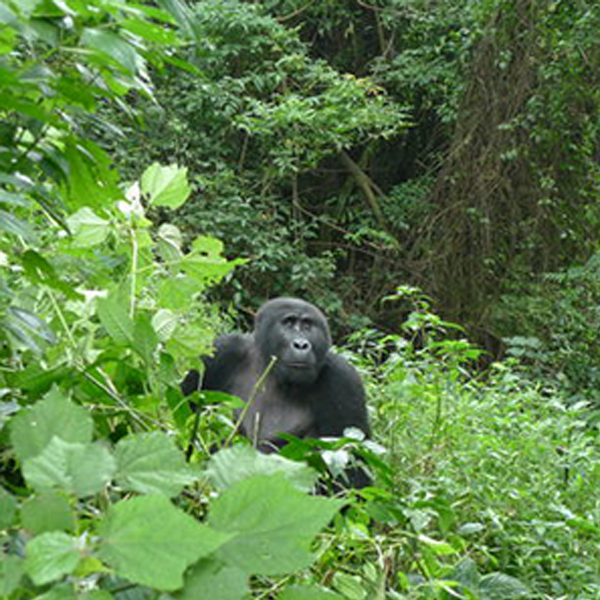 3 Days Gorilla Trekking Tour in Bwindi impenetrable national park