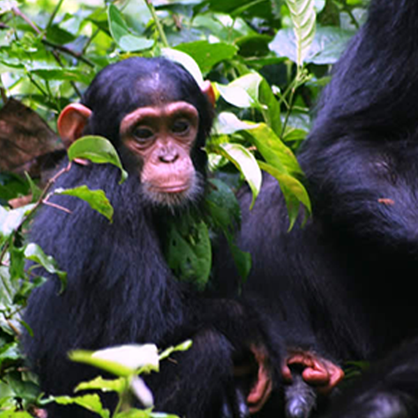 21 Days Uganda Rwanda Primates & Wildlife Adventure Safari
