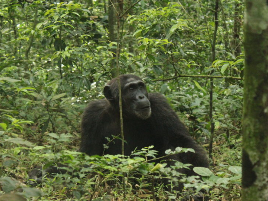 3 Day Kibale Forest  Chimpanzee Habituation Experience, chimpanzee Trekking Tour