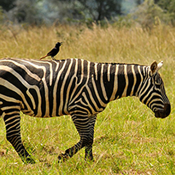 3 Days Kidepo Valley National Park Tour