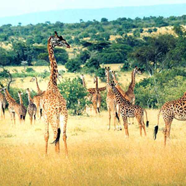 3 Days Wildlife safari tour of masai mara