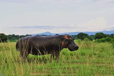10 Days Uganda Wildlife Adventure Tour 