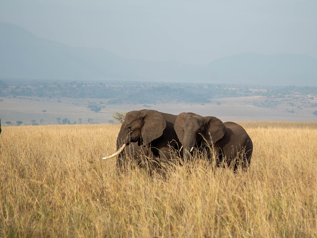 3 Days Kidepo Valley National Park Wildlife Tour