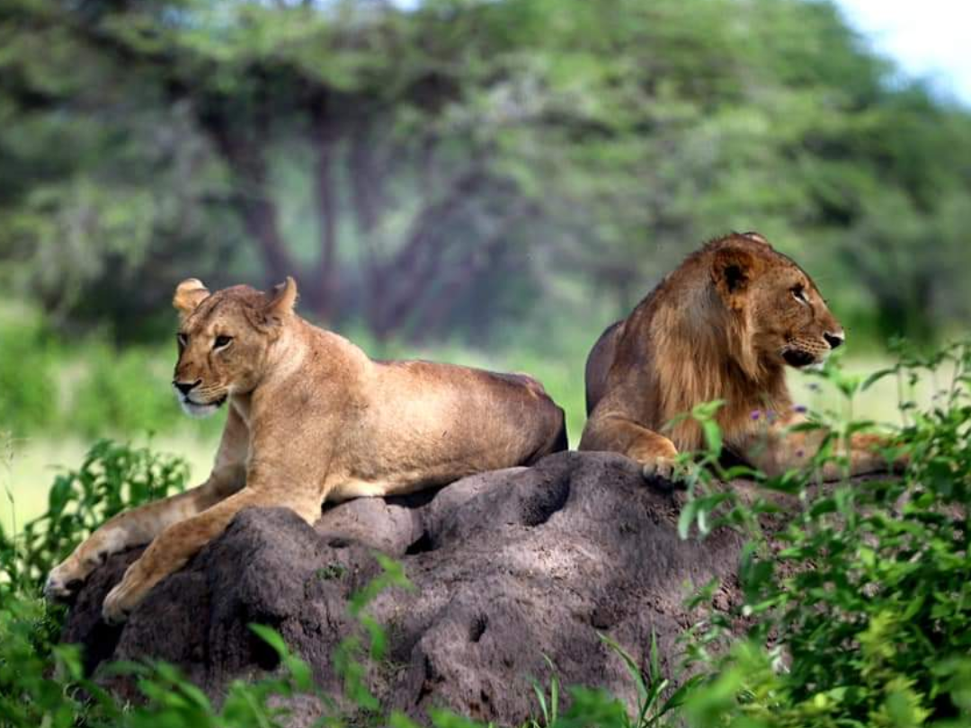 10 Days Uganda Wildlife Adventure Tour 