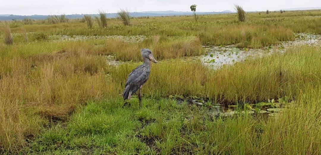 Mabamba Bay Eco Tourism Site; Mabamba Swamp