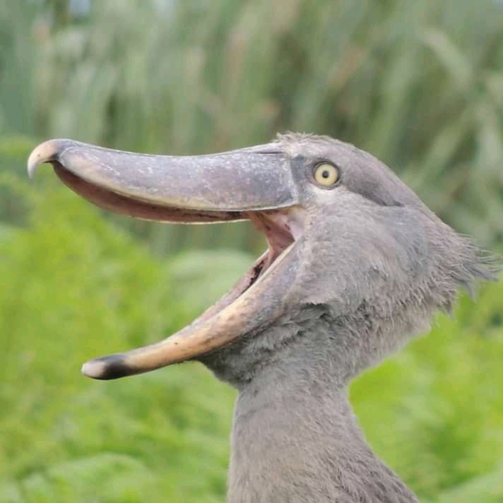 Bird Watching at Mabamba Swamp