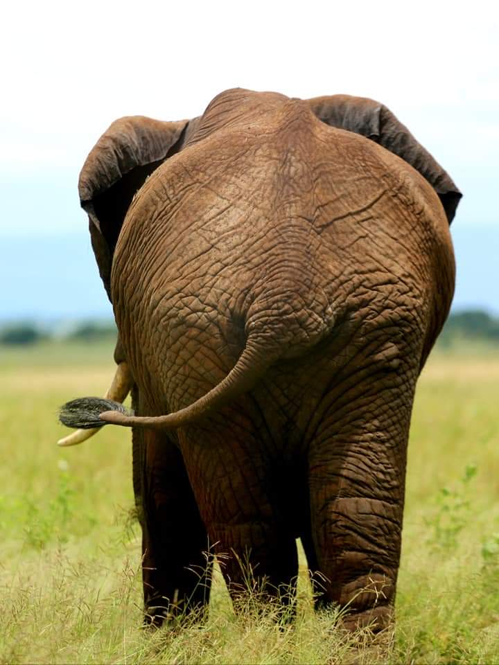 14 day best of East Africa safari, wildlife, gorillas, Kenya, Tanzania, Rwanda