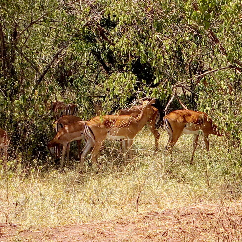 1 Day Akagera National Park Wildlife Safari