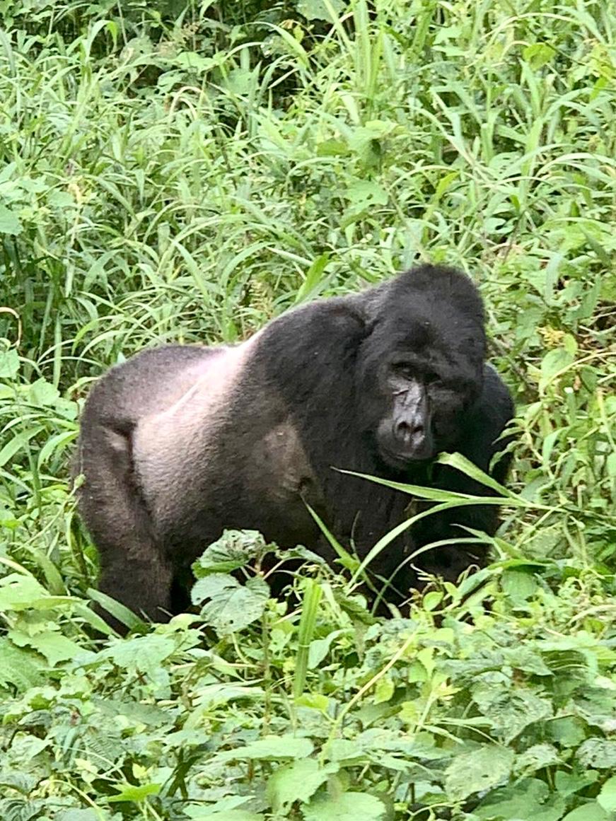 5 Days Rwanda Gorilla Safari, Golden monkeys & Cultural Tour