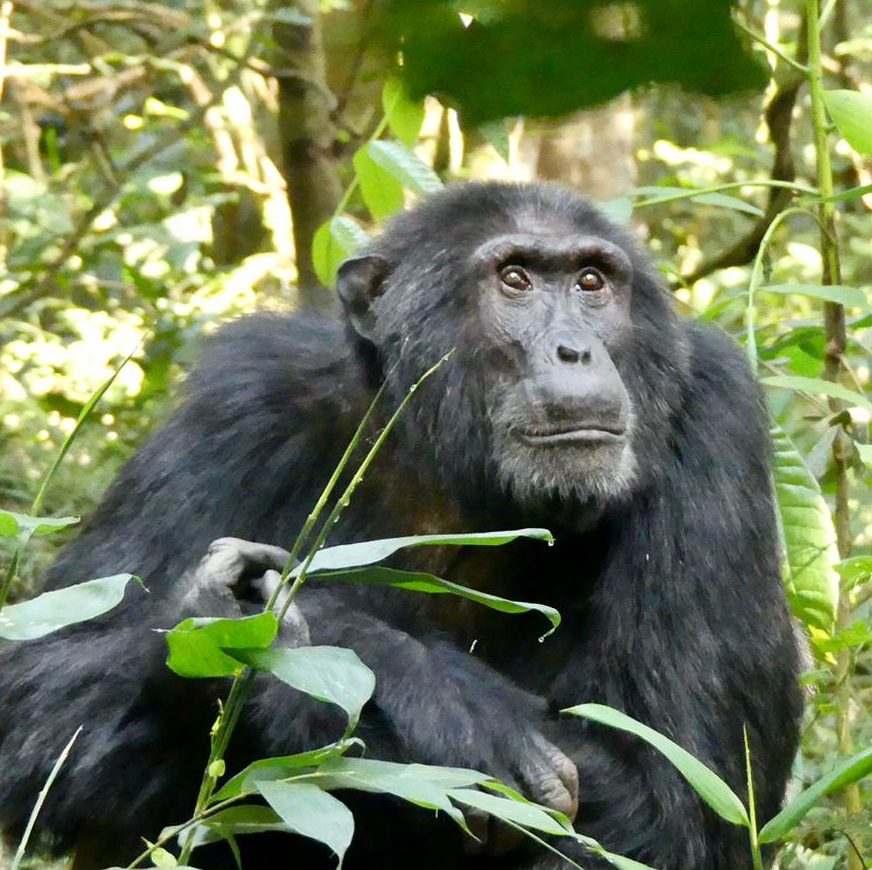 2 Day Nyungwe Forest Chimpanzee tracking