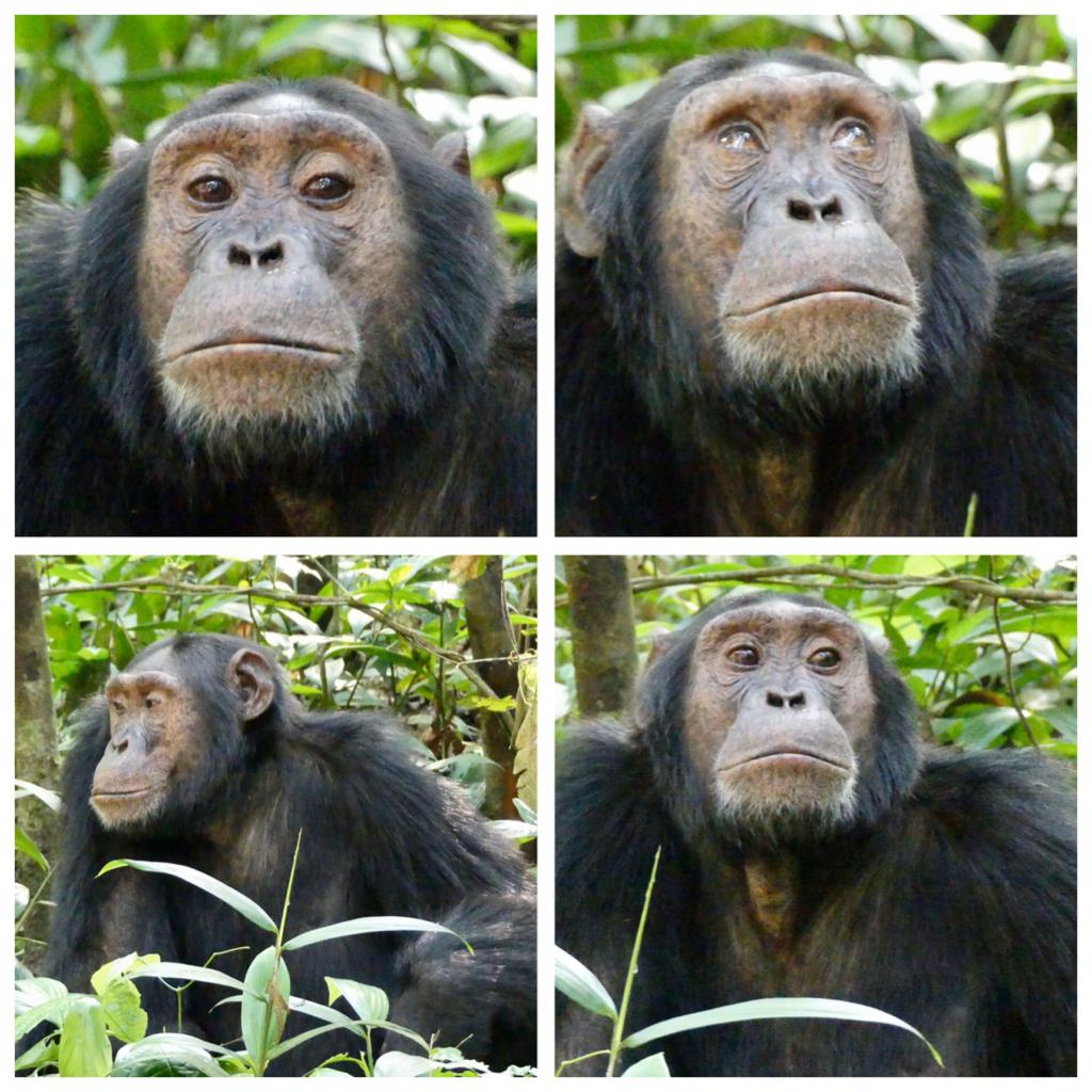 3 Day Chimpanzee Tracking in Kibale National Park & Crater Lakes Visit