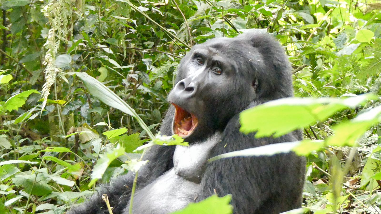 3 Day Uganda Gorilla Tour Bwindi Impenetrable National Park