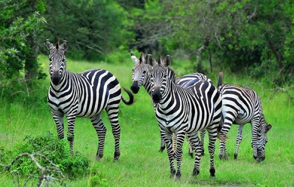 3 Days Lake Mburo National Park Wildlife Safari