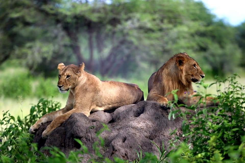 10 days East Africa Safari Tanzania Uganda, Gorillas & Wildlife Safari