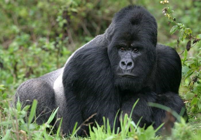4 day Congo double gorilla tracking
