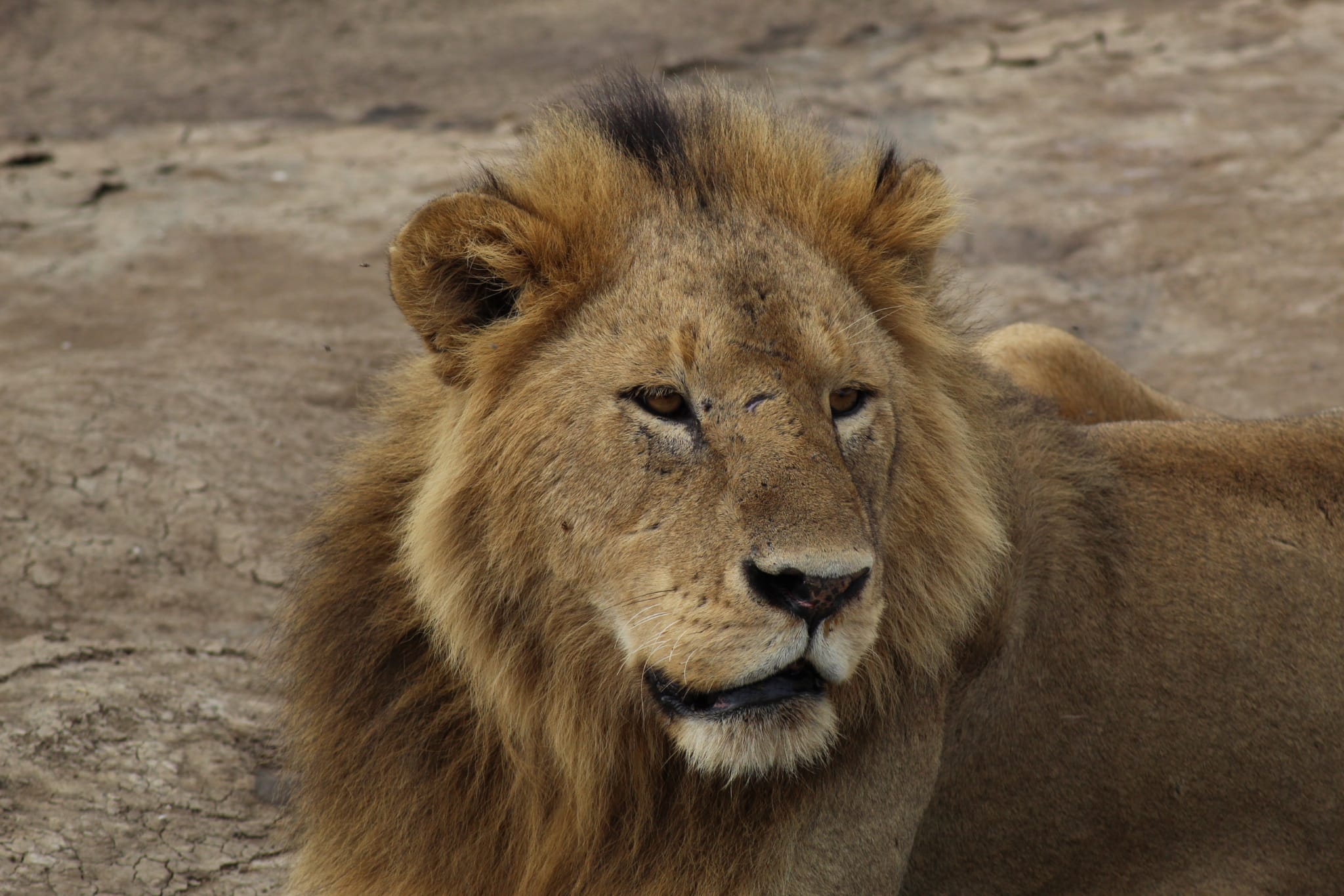 3 days Short Budget Safari to Serengeti & Ngorongoro National Park