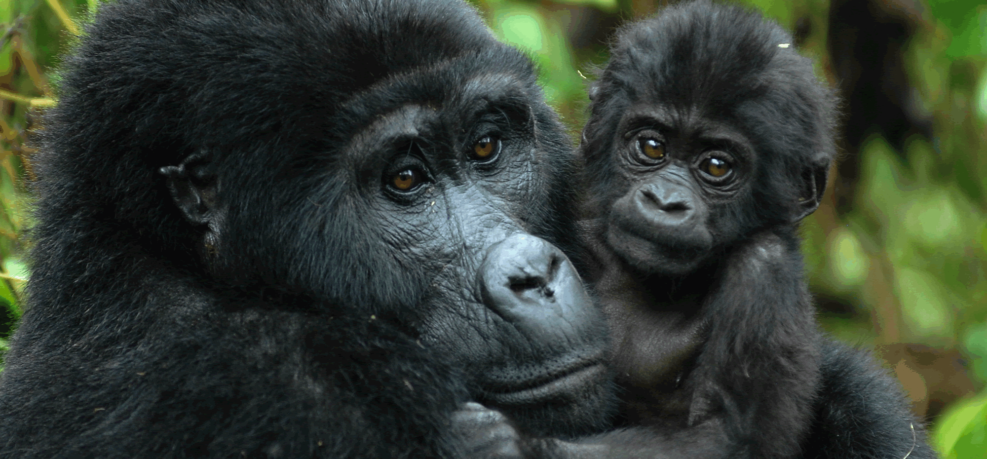 3 day Virunga Gorilla Trekking Congo