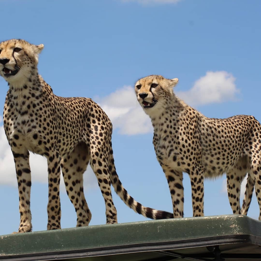 20 Days best of Tanzania Safari | MuAfrika Adventures