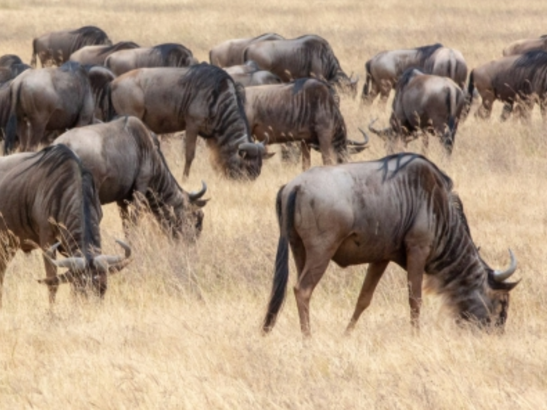 20 Days best of Tanzania Safari