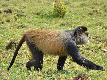 2 Days Golden Monkey Trekking Safari Rwanda