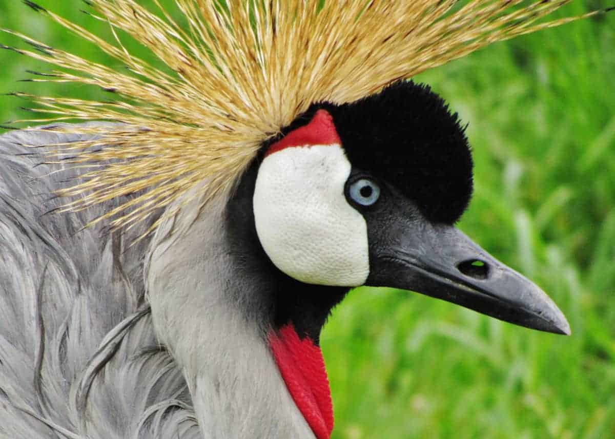 Facts about Uganda’s Crested Crane