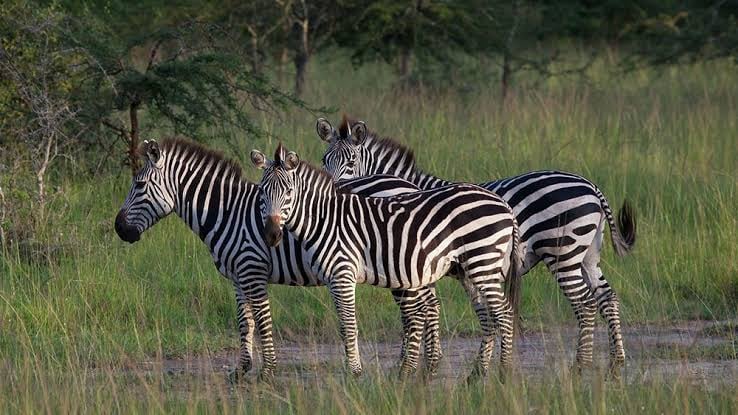 A visit to Lake Mburo National Park