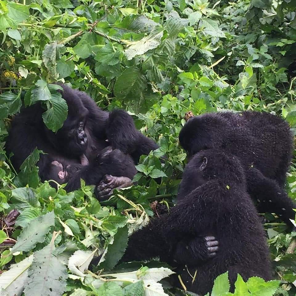 5 day uganda gorillas & wildlife tour | uganda safari tours | bwindi impenetrable forest national park, queen elizabeth national park