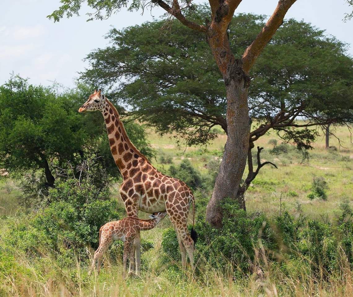 16 Days Uganda adventure Safari Tour, Best of Uganda Safari Adventure, Uganda Safaris, Hiking, Wildlife, Gorillas, Chimps.
