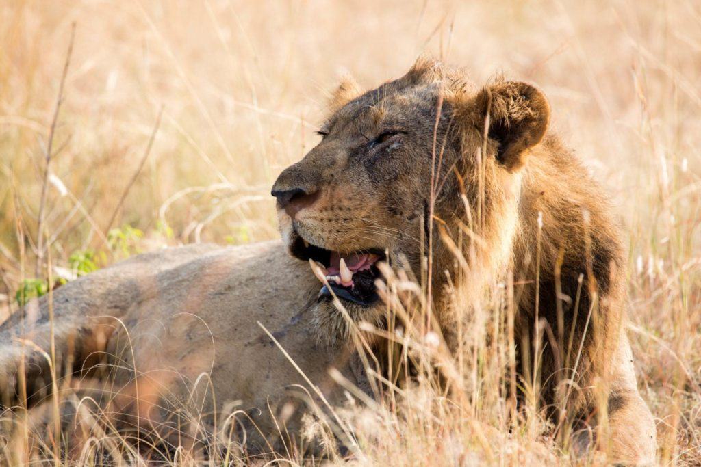 3 Days Lion Tracking Safari Experience, Lion research, Predator tracking, Uganda Wildlife Tour to Queen Elizabeth National park.