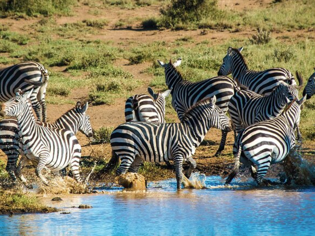 6 days Amboseli National park & Masai Mara Wildlife Reserve Safari