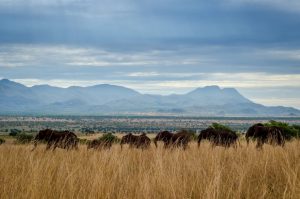 Best Wildlife parks to Visit on your East Africa Adventure 