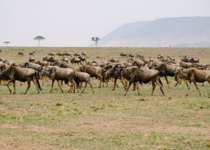 Wildlife parks to Visit while in East Africa
