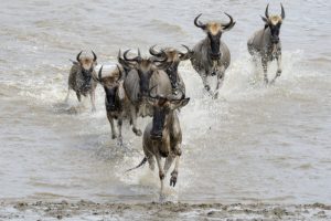 best wildlife parks to visit on your east Africa wildlife safari adventure