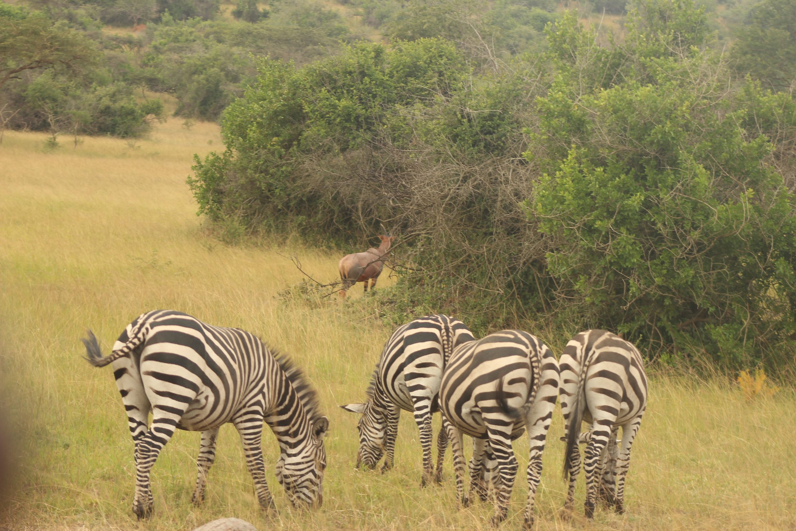 2 Day Lake Mburo National park wildlife viewing Safari Adventure
