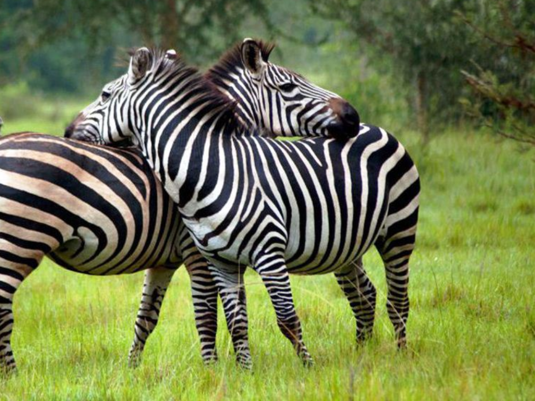 4 Days Lake Mburo Wildlife & Gorilla Trekking Safari