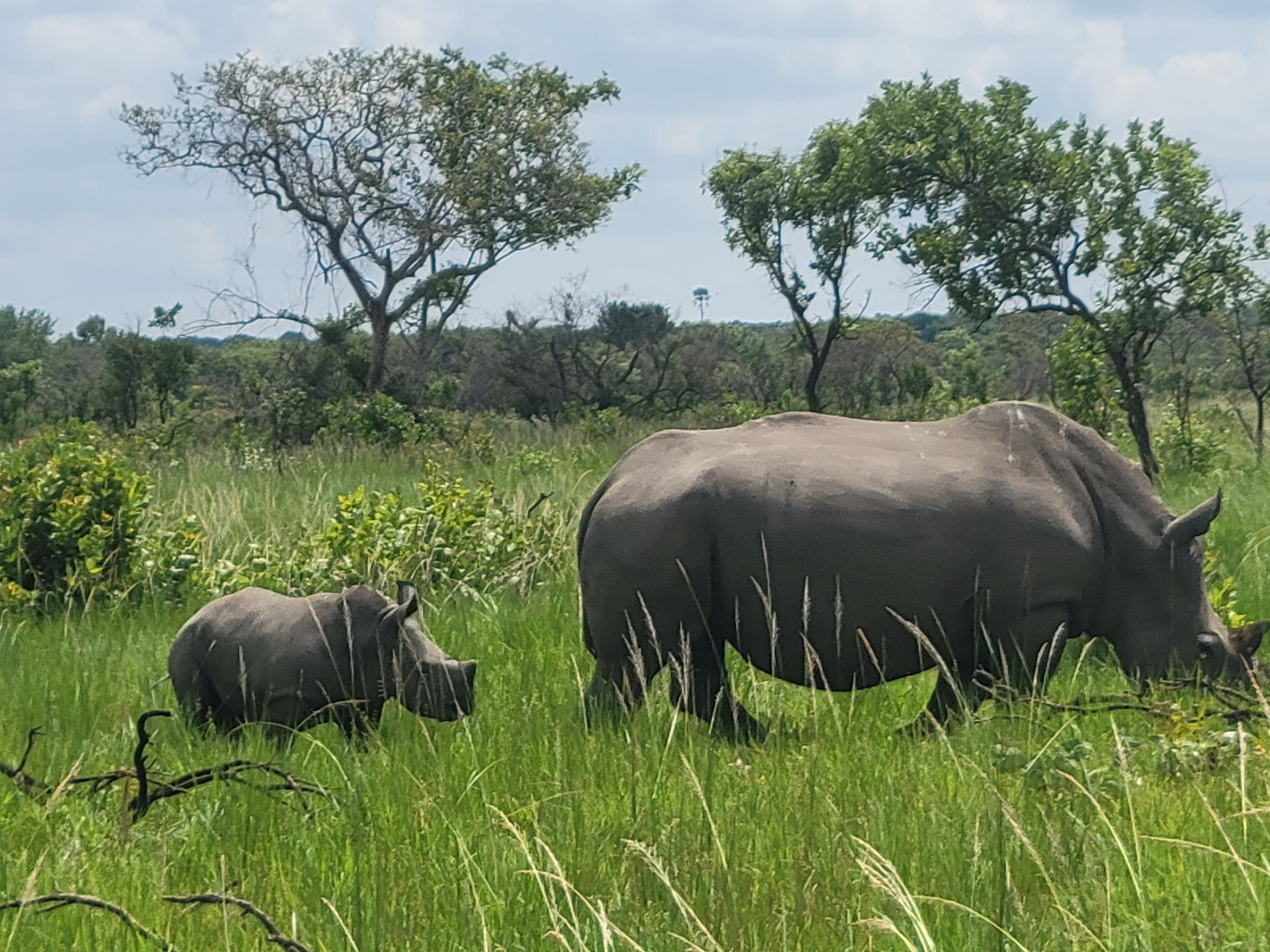 1 Day Rhino Tracking Tour to Ziwa Rhino Sanctuary