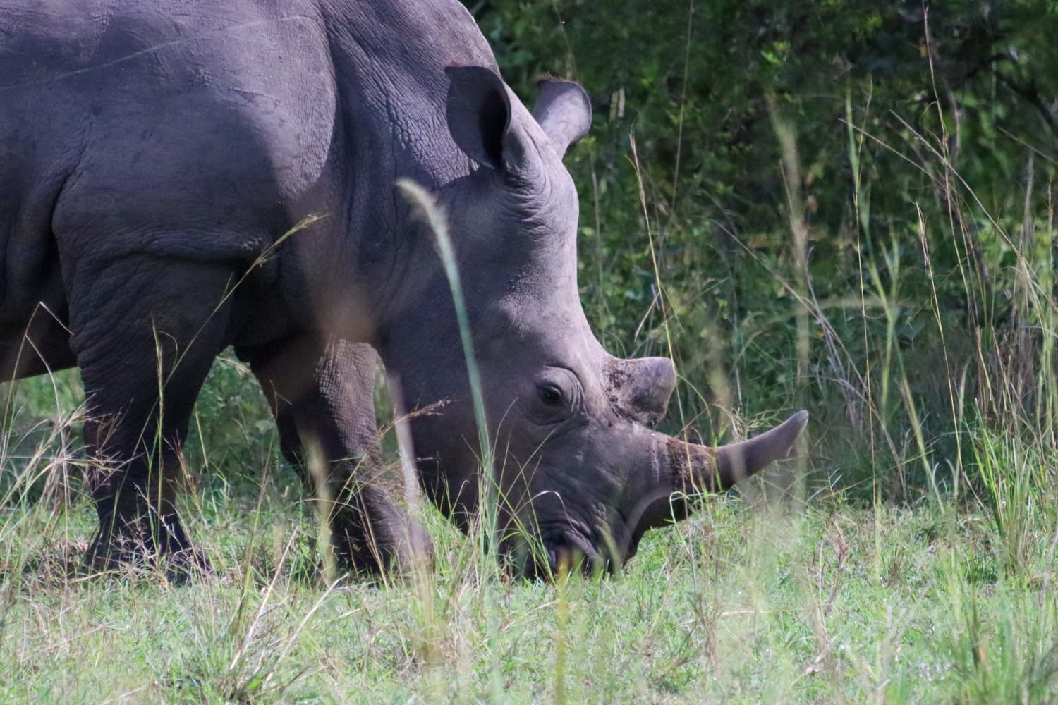 1 Day Rhino Tracking Tour to Ziwa Rhino Sanctuary | Ziwa Rhino Sanctuary Adventure