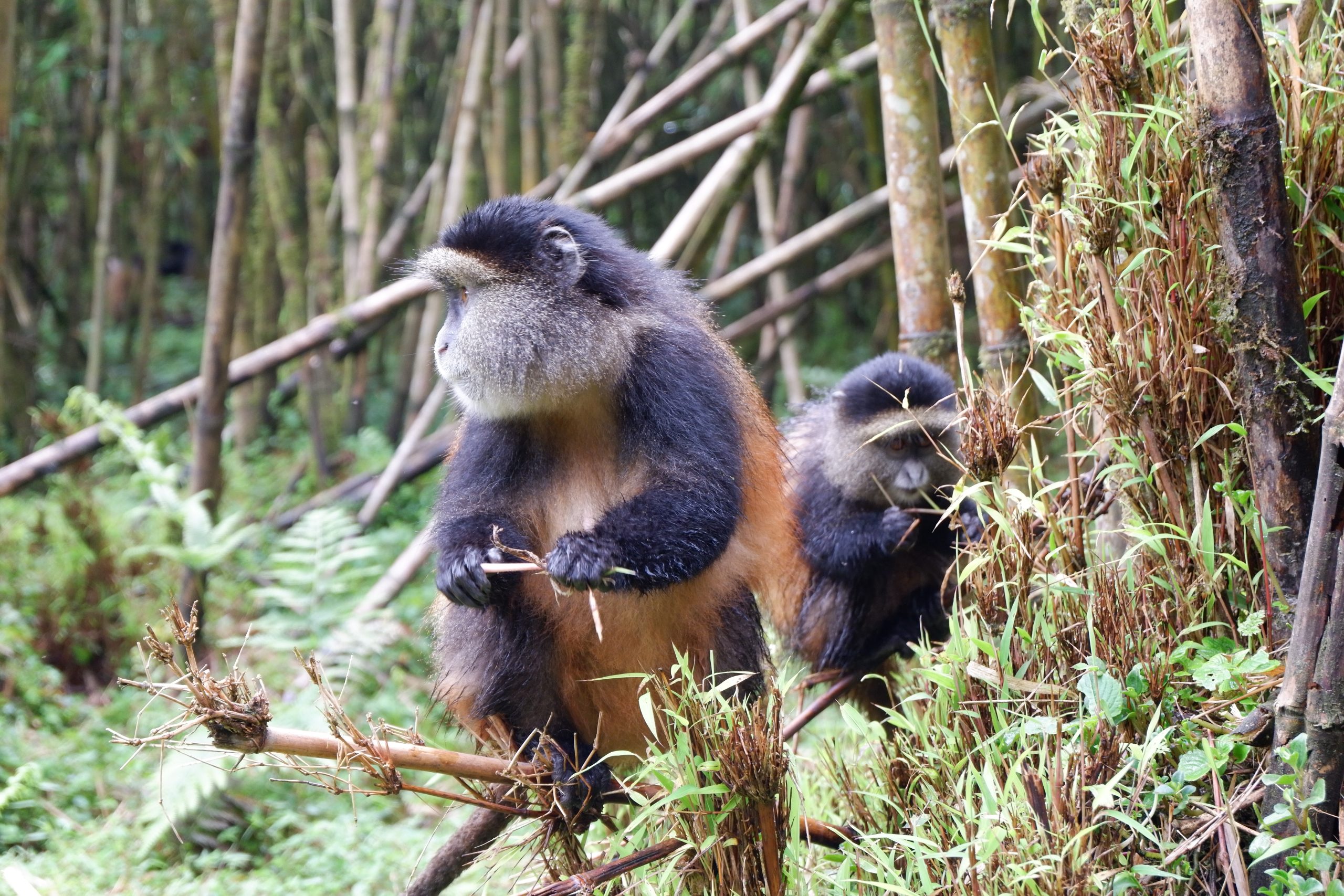 3 Days Rwanda Gorilla Safari & Golden monkey trekking tour