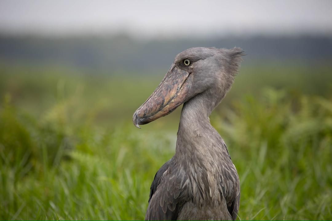 1 day Mabamba Swamp Birding Tour