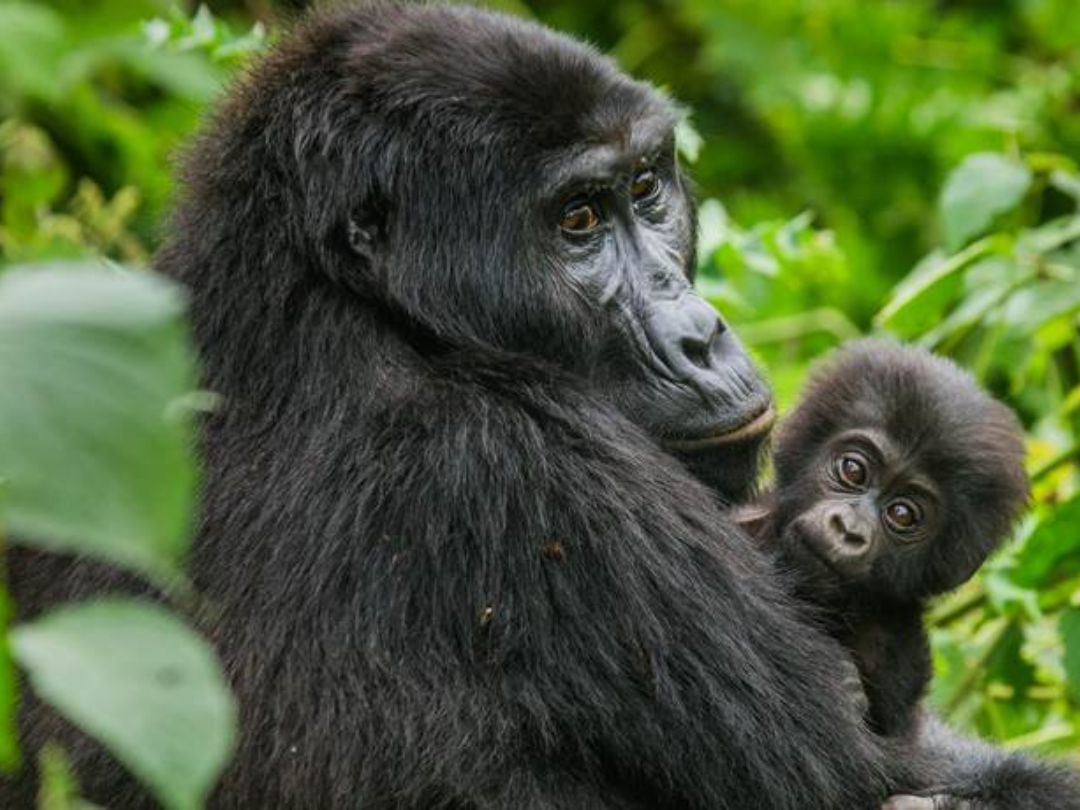 3 Day Gorilla Habituation Experience in Bwindi Uganda