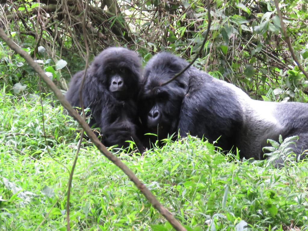 1 Day Gorilla Trekking in Rwanda
