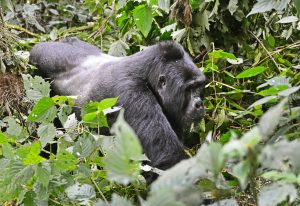 Gorilla trekking tour